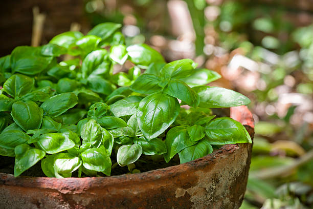 Close up of green basil in a terracotta pot